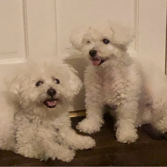 Meet your Posher, Annie - Picture 7 of 15